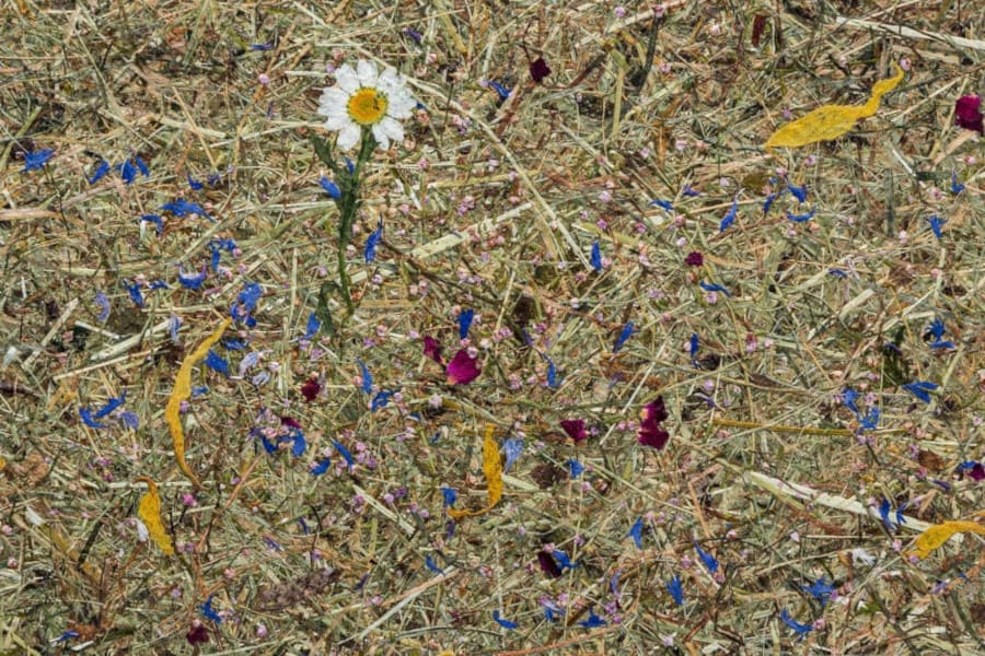 „Organoid” to naturalne powierzchnie dekoracyjne, charakteryzujące się organicznym wyglądem i naturalnym zapachem. Producent – Organoid Technologies – wykorzystuje wyłącznie naturalne materiały uprawne.