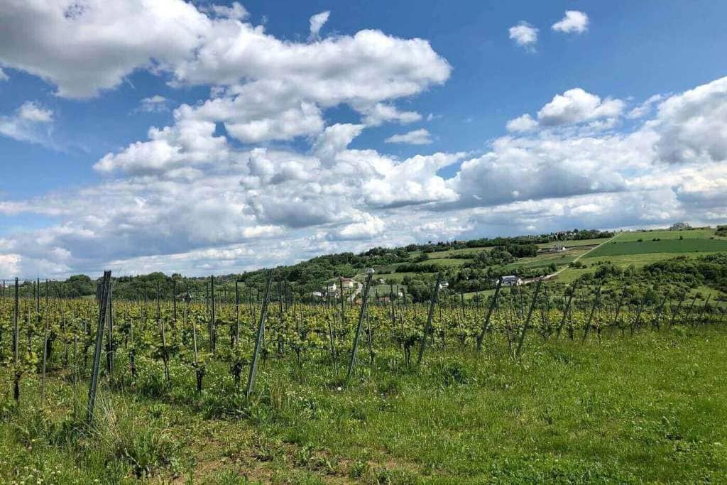 Polskie winiarstwo: mamy już prawie 300 producentów wina w Polsce.