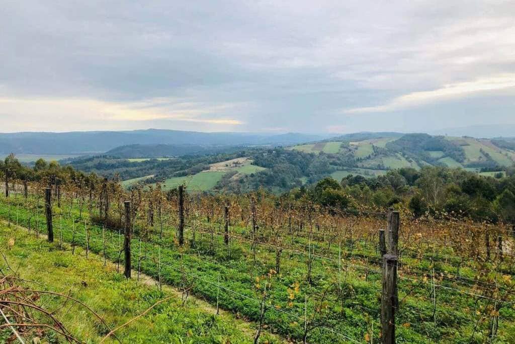 Polskie winiarstwo: piwnice Półtorak, jedna z najpiękniej położonych polskich winnic.