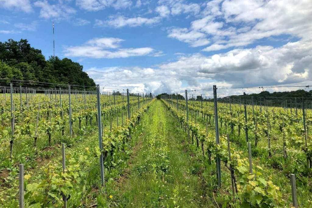 Polskie winnice rosną w siłę.
