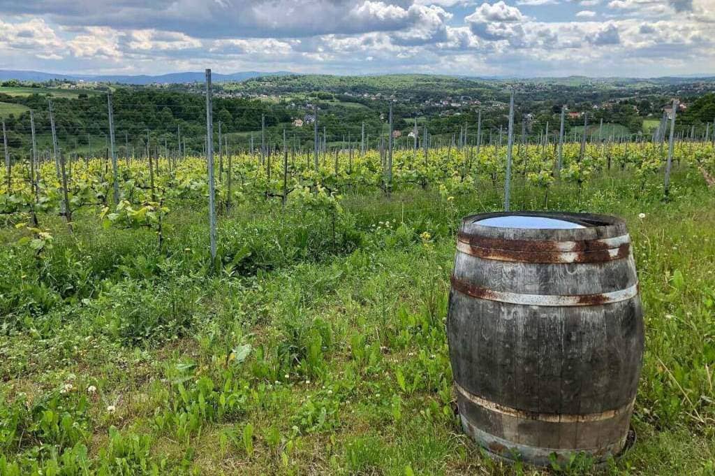 Polskie winiarstwo: widok z małopolskiej Winnicy Wieliczka.