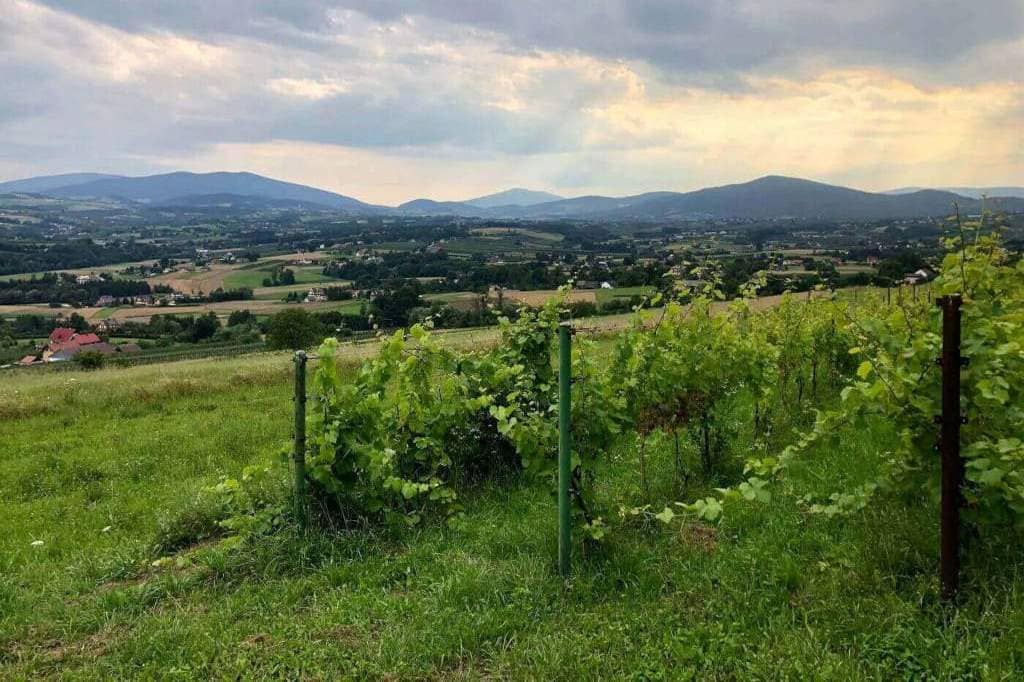 Polskie winiarstwo: winnica Lorek w Beskidzie Wyspowym.