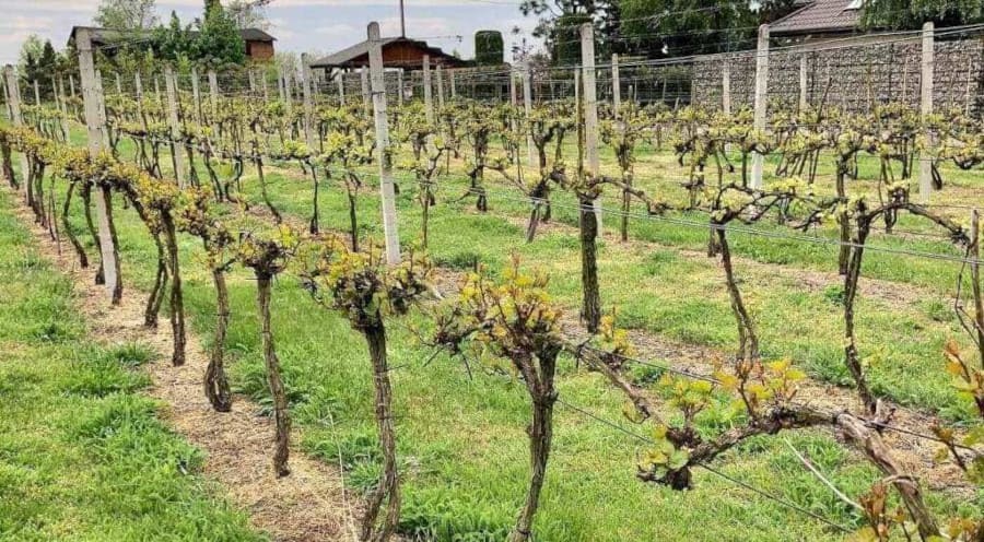 Polskie winiarstwo: w położonej pod Warszawą Winnicy Mazovia uprawia się także gruzińskie odmiany winogron.