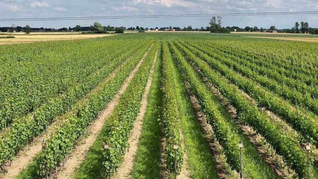 Polskie winiarstwo: winnice można znaleźć nawet w centrum kraju, czego przykładem jest Winnica Witaj Słońce, położona niedaleko Kutna.