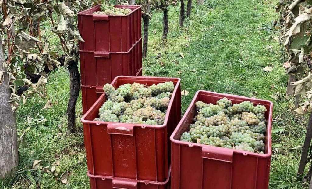 Polskie winiarstwo: zbiory w podkarpackiej Winnicy Spotkaniówka.