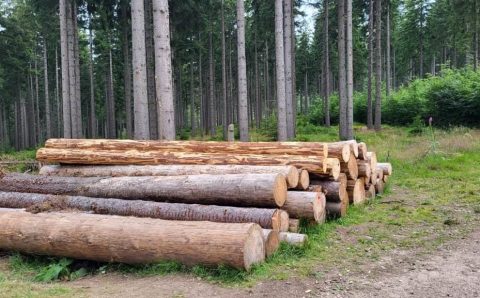 Kłody drewna w lesie w województwie dolnośląskim. Fot. Anna Szypulska.