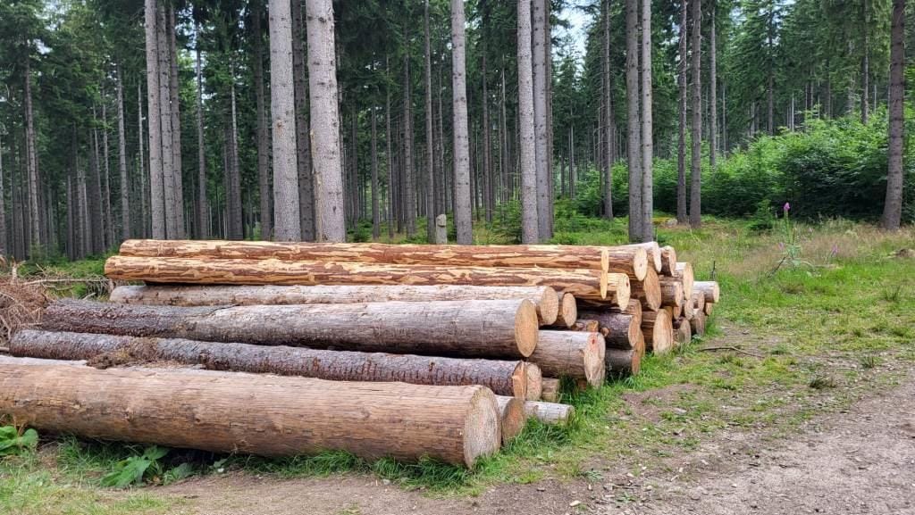 Kłody drewna w lesie w województwie dolnośląskim. Fot. Anna Szypulska.