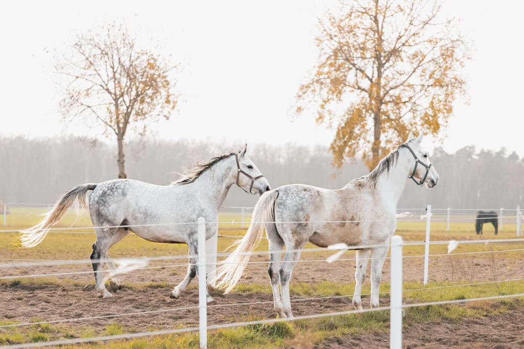 Konie rasy wielkopolskiej na wolnym wybiegu w Sławnie w gminie Kiszkowo (pow. gnieźnieński), 2021 r.