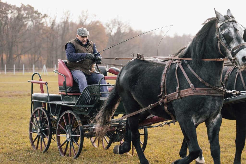 Zbigniew Chmielewski na maratonówce z parą koni rasy śląskiej.