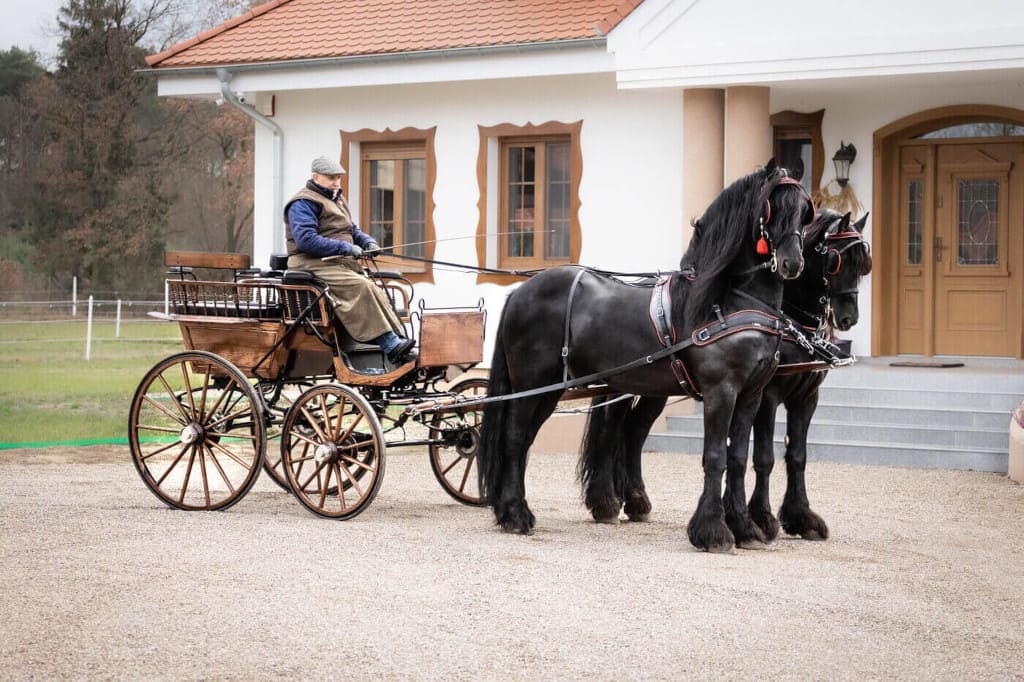 Zbigniew Chmielewski przed domem na sportowej bryczce. Wiochnik i Wieland – koniec rasy holenderskiej.
