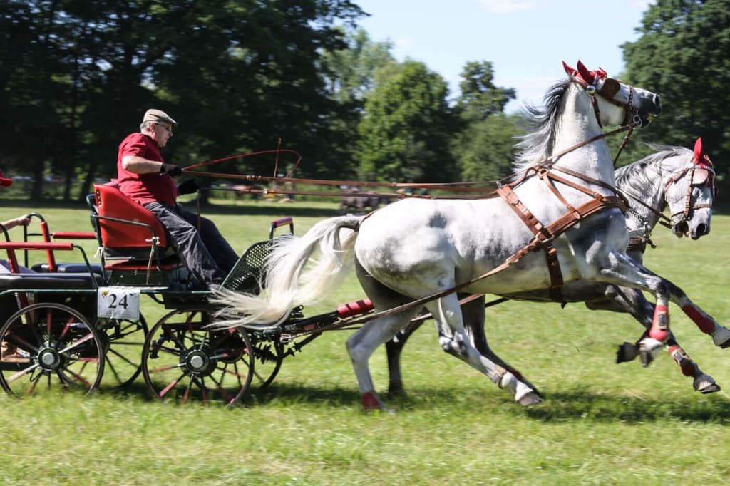 Zbigniew Chmielewski na zawodach sportowych w powożeniu w Lubostroniu (pow. żniński, 2011 r.).