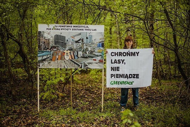 Zamiana lasów na tereny inwestycyjne budzi stanowczy sprzeciw Greenpeace Polska. Fot. Patrycja Żołyniak.