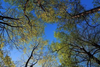 OIGPM opublikowała treść pisma, które 28 kwietnia br. Jan Szynaka, prezes Izby skierował do Andrzeja Koniecznego, dyrektora generalnego LP.