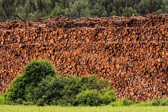 Polska Izba Gospodarcza Przemysłu Drzewnego, Polski Komitet Narodowy EPAL oraz Stowarzyszenia Przemysłu Tartacznego wystąpiły do szefowej resortu rozwoju – Jadwigi Emilewicz – z apelem o udzielenie wsparcia w rozmowach z Lasami Państwowymi.