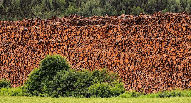 Polska Izba Gospodarcza Przemysłu Drzewnego, Polski Komitet Narodowy EPAL oraz Stowarzyszenia Przemysłu Tartacznego wystąpiły do szefowej resortu rozwoju – Jadwigi Emilewicz – z apelem o udzielenie wsparcia w rozmowach z Lasami Państwowymi.