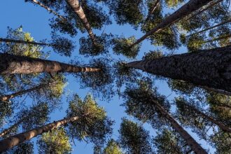 brak porozumienia w sprawie krajowego standardu FSC