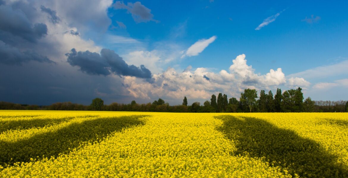 Koniec FSC na obszarze Ukrainy.
