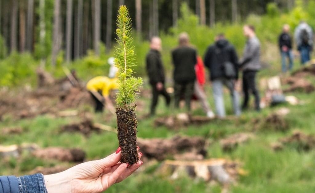 „Lasy na nowe 100-lecie” - akcja sadzenia drzew na dużą skalę.