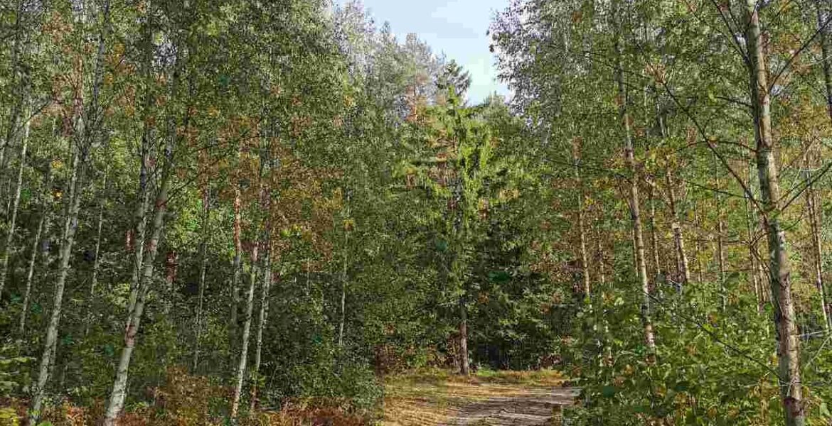 Naukowcy wypowiedzieli się o działaniach ministerstwa klimatu i środowiska mających na celu ochronę polskich lasów. Na zdjęciu las na Podlasiu. Źródło: BIZNES.meble.pl.