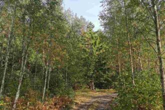 Naukowcy wypowiedzieli się o działaniach ministerstwa klimatu i środowiska mających na celu ochronę polskich lasów. Na zdjęciu las na Podlasiu. Źródło: BIZNES.meble.pl.
