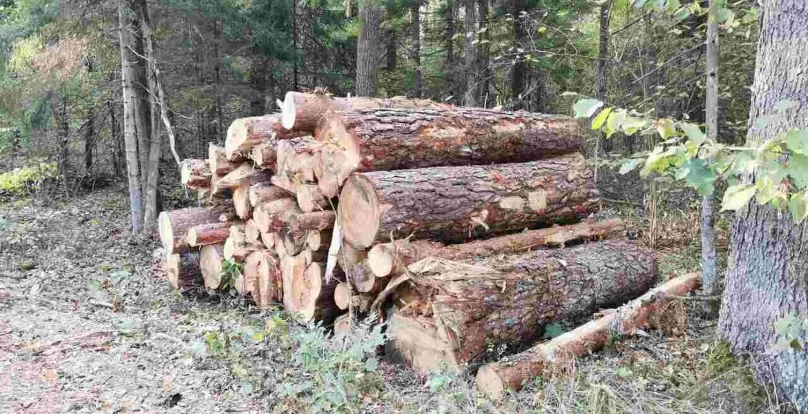Pozyskanie drewna w Polsce stało się przedmiotem badań Deloitte.