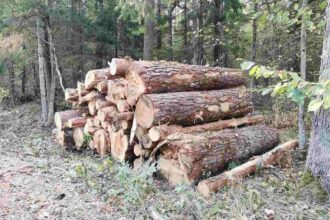 Pozyskanie drewna w Polsce stało się przedmiotem badań Deloitte.