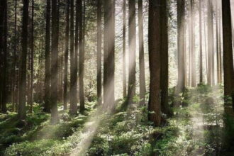 Webinar, którego tematem jest Krajowy Standard FSC, odbędzie się 23 sierpnia 2023 roku.