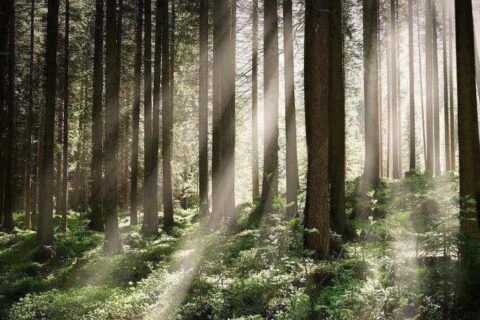 Webinar, którego tematem jest Krajowy Standard FSC, odbędzie się 23 sierpnia 2023 roku.