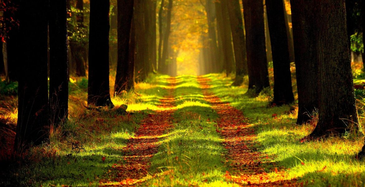 RDLP w Gdańsku rezygnuje z certyfikacji gospodarki leśnej w systemie FSC, przemysł drzewny reaguje.