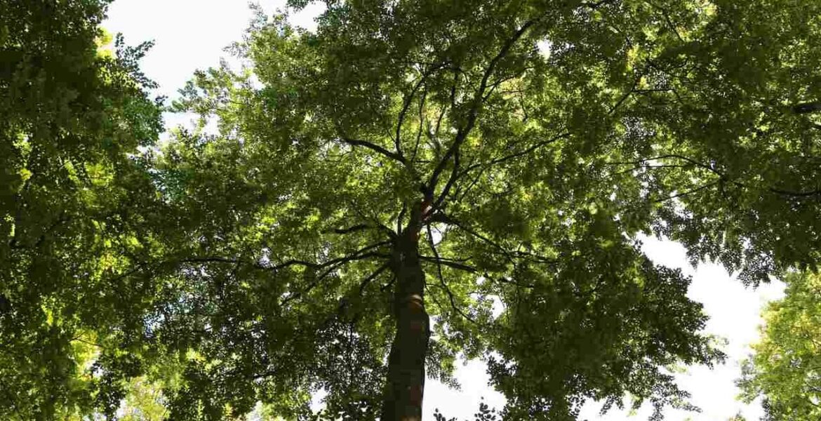 Tydzień Lasów FSC 2024.