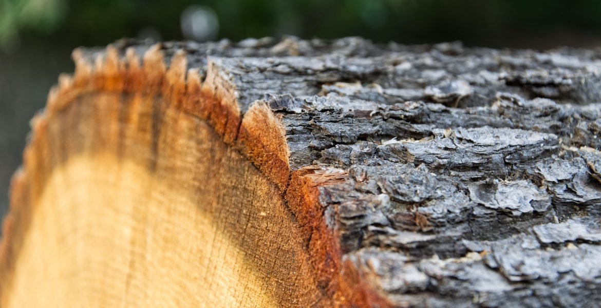 nowe zasady sprzedaży drewna na rok 2023 oznaczają podwyżki cen