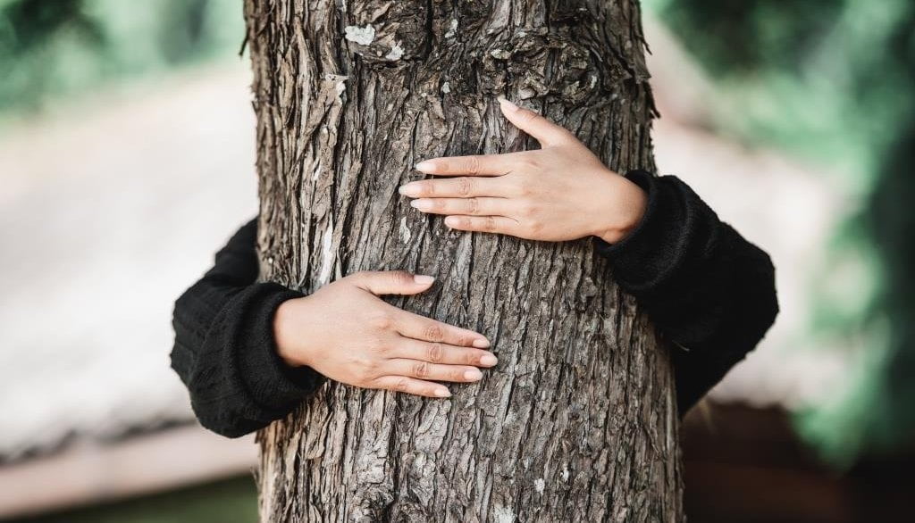 Lasy Państwowe rezygnują z certyfikacji FSC.