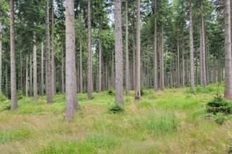 B+R Studio we współpracy z naukowcami z SGGW w Warszawie opracowało raport „Co z tymi lasami?”.