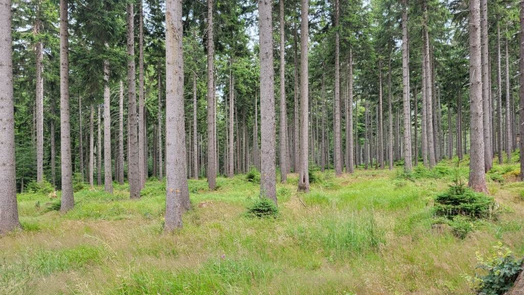 B+R Studio we współpracy z naukowcami z SGGW w Warszawie opracowało raport „Co z tymi lasami?”.