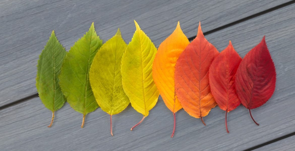 Grupa JAF przejmuje DLH