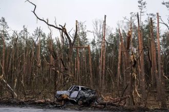 Naukowcy z Polski pomogą zadbać o zniszczone wojną lasy w Ukrainie.