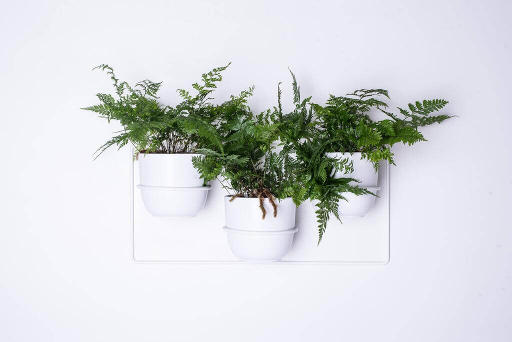 „Dawalia” firmy Domowe Kwietniki to minimalistyczny kwietnik ścienny stworzony na bazie prostokąta o zaokrąglonych krawędziach. Pozwala stworzyć kompozycję z trzech roślin.