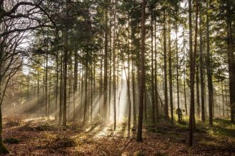 NIK z kontrolą w Regionalnej Dyrekcji Lasów Państwowych w Toruniu.