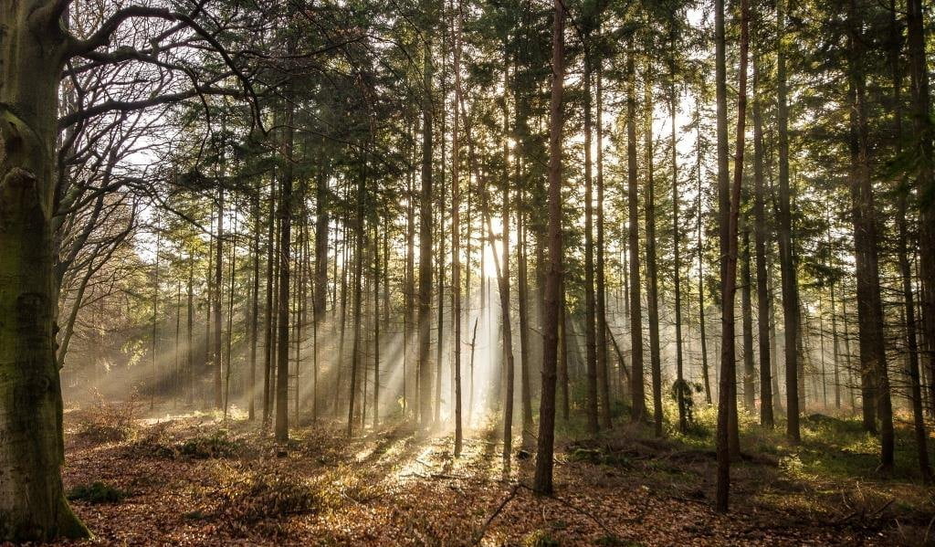 NIK z kontrolą w Regionalnej Dyrekcji Lasów Państwowych w Toruniu.
