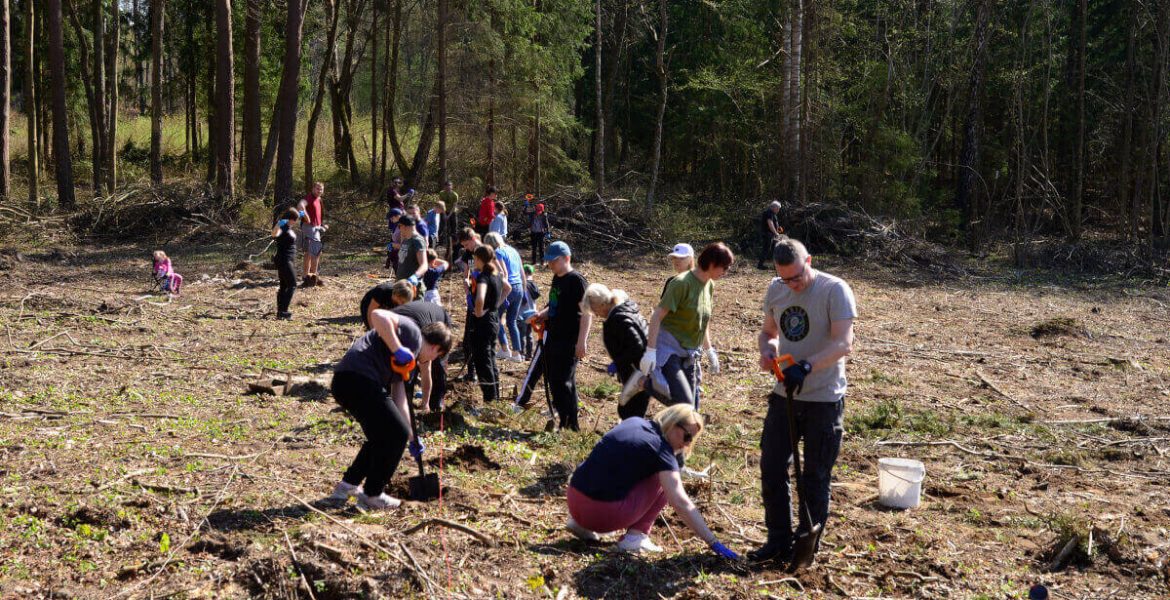 IX edycja „Zielonym do góry”, w ramach której pracownicy Impress Decor Polska sadzili las.