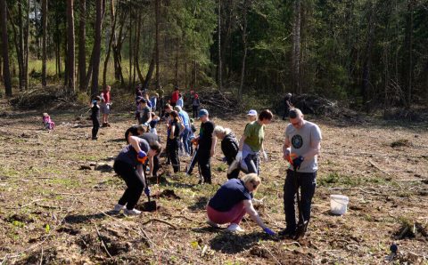 IX edycja „Zielonym do góry”, w ramach której pracownicy Impress Decor Polska sadzili las.