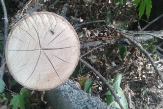 Puszcza Białowieska i gradacja kornika drukarza, masowo zabijającego drzewostany świerkowe, wywołała gorącą polemikę leśników i ekologów.