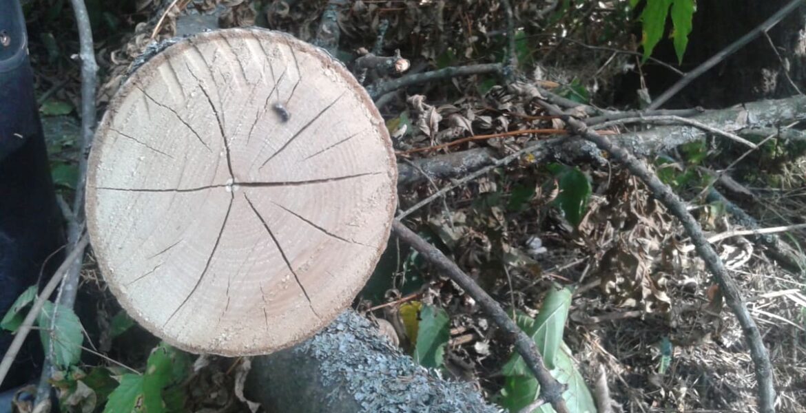 Przemysł drzewny w Polsce zwraca uwagę na pogarszającą się sytuację tego sektora.