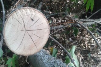 Przemysł drzewny w Polsce zwraca uwagę na pogarszającą się sytuację tego sektora.