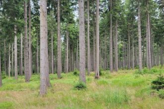 Las w Polsce - widok na drzewa. Fot. Anna Szypulska / BIZNES.meble.pl.