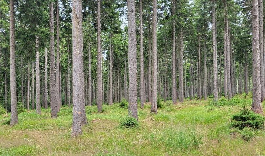Las w Polsce - widok na drzewa. Fot. Anna Szypulska / BIZNES.meble.pl.