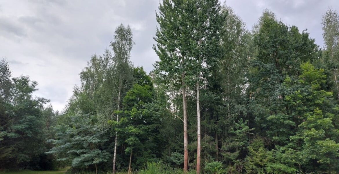 RDLP Białystok zrezygnowała z kontynuowania certyfikacji gospodarki leśnej w systemie FSC od 1 stycznia 2024 r.