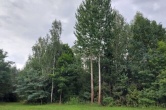 RDLP Białystok zrezygnowała z kontynuowania certyfikacji gospodarki leśnej w systemie FSC od 1 stycznia 2024 r.