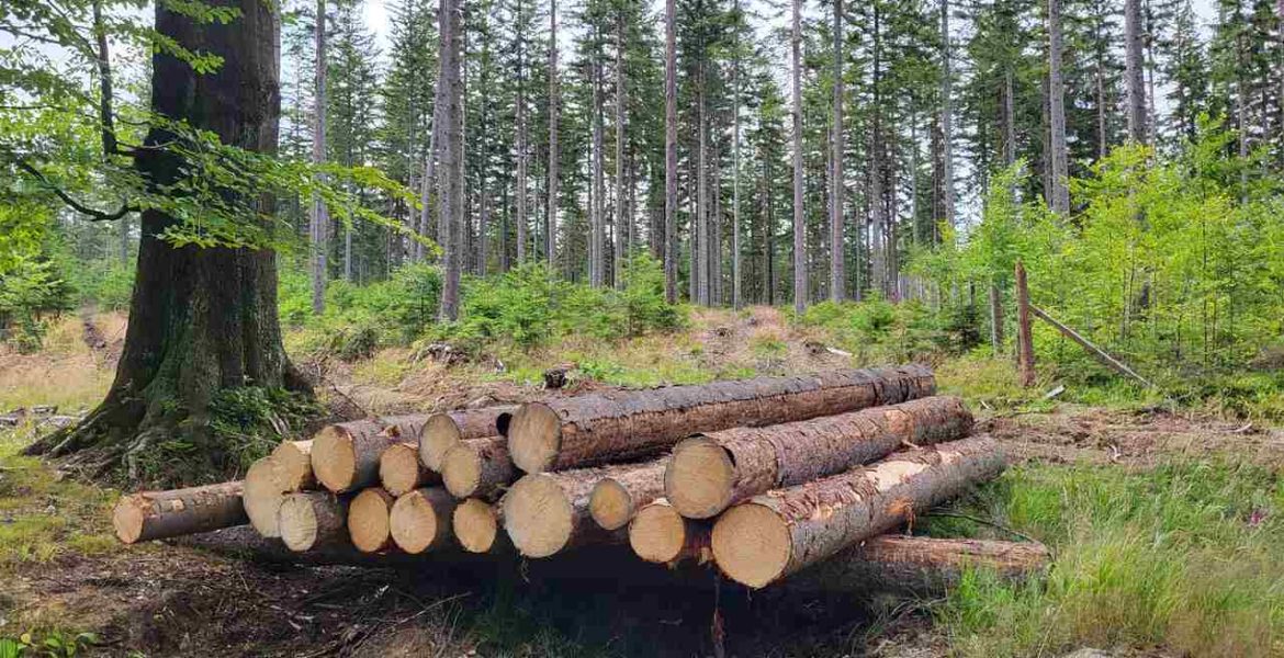 Czy branżę drzewną czeka wzrost cen drewna w 2024 r.?