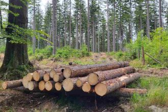 Czy branżę drzewną czeka wzrost cen drewna w 2024 r.?